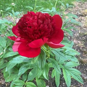 Meet your Posher, Judith